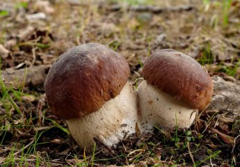 Boletus Edulis: El Rey de los Bosques