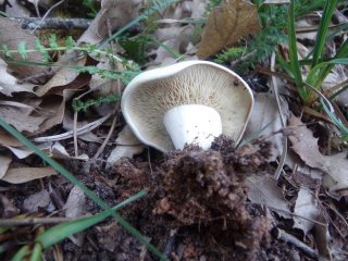Calocybe gambosa: Características, Hábitat y Uso