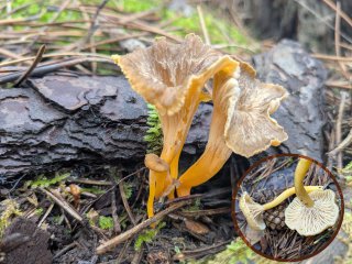 Cantharellus lutescens, una joya otoñal de los bosques húmedos