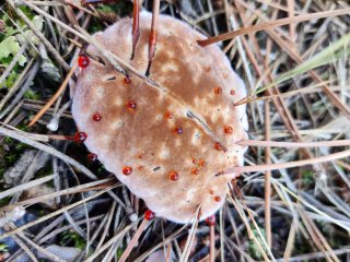 Hydnellum peckii: el hongo sangrante de los bosques