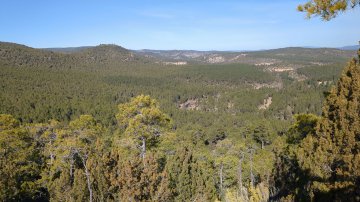 Hongos en la Serranía de Cuenca: biodiversidad, micología y conservación