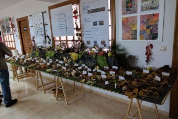 Exposición Micológica