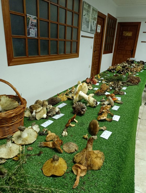 Visita guiada a la exposición micológica