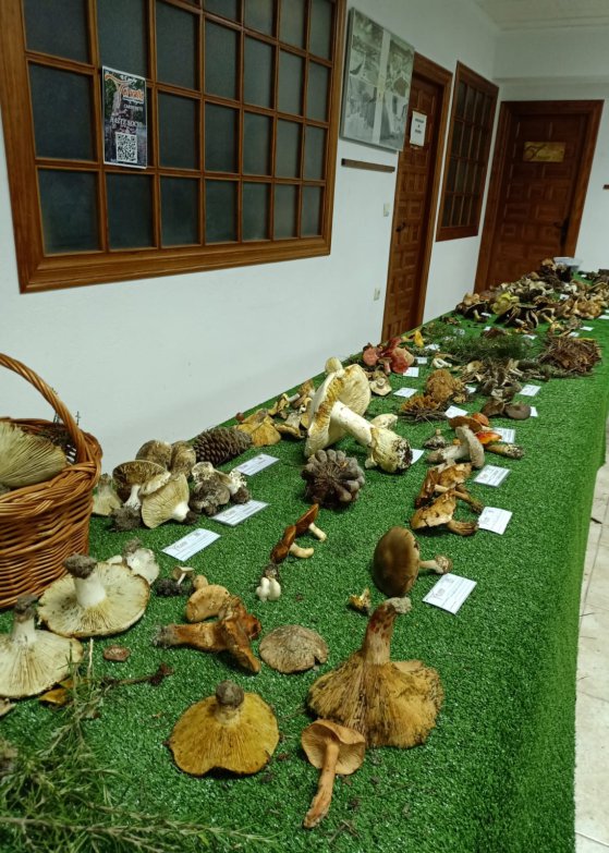 Visita guiada a la exposición micológica