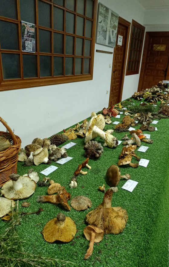 Visita guiada a la exposición micológica