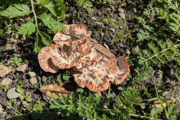 Abortiporus biennis: identificación, hábitat y propiedades