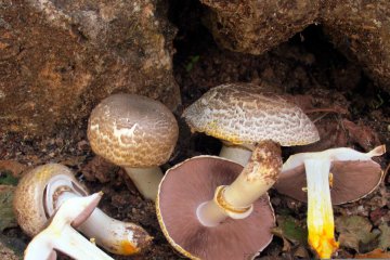Agaricus praeclaresquamosus: identificación, hábitat y toxicidad
