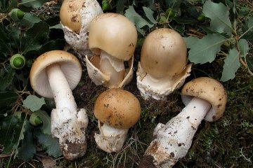 Amanita adryophila: ficha, identificacion y precauciones