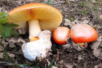 Oronja (Amanita caesarea): cómo reconocerla y evitar confusiones