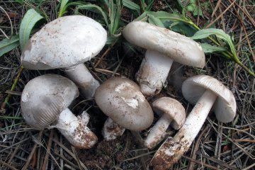 Amanita cistetorum: guía de identificación, hábitat y precauciones