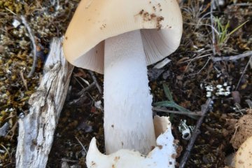 Amanita crocea, oronja anaranjada sin anillo