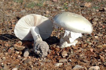 Amanita ovoidea: identificacion, habitat, riesgos y consumo