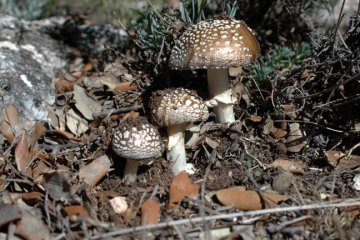 Amanita pantherina: identificacion, habitat y toxicidad