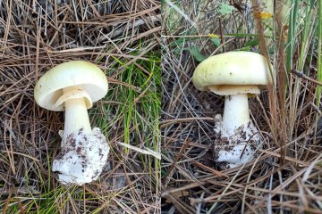 Amanita phalloides: guía completa y precauciones sobre el hongo mortal