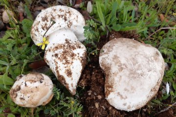 Amanita ponderosa: gurumelo (amanita de primavera)