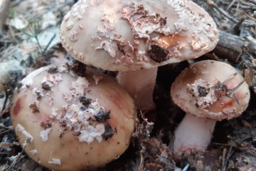 Ficha completa de Amanita rubescens (amanita vinosa – the blusher)