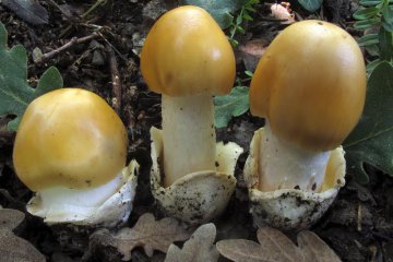 Amanita subnudipes: descripción, hábitat e identificación