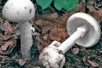 Amanita verna: amanita mortal blanca de primavera