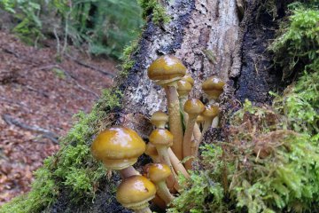 Seta de miel o Armillaria mellea: cómo reconocerlo, temporada y comestibilidad