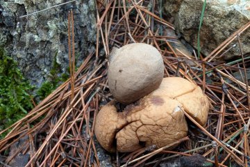 Astraeus hygrometricus, estrella de tierra higróscopica o falso geastro