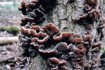 Auricularia mesenterica: guia de identificacion y habitat