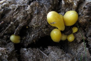 Bolbitius titubans: seta amarilla efímera de praderas, hábitat e identificación