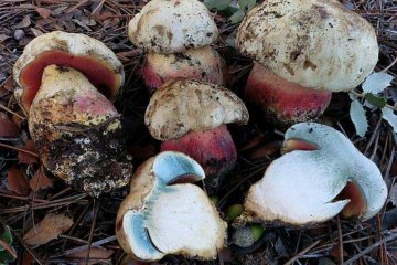 Boletus satanas, boletus de Satanás