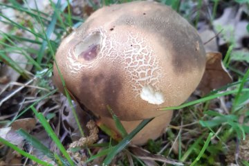 Boletus aereus: boleto negro (hongo negro)