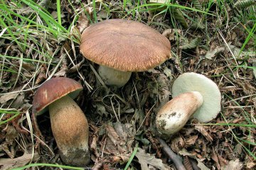 Boletus aesivalis: boleto de verano, hábitat e identificación