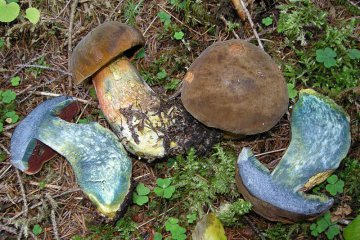 Boletus erythropus: boleto de pie rojo (luridiformis)