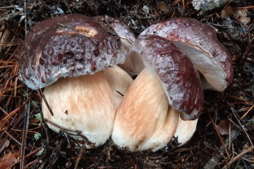 Boletus pinophilus: boleto de pino (porcini de pinar)