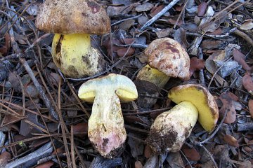 Caloboletus radicans: boleto amargo de carne azul, hábitat y precauciones