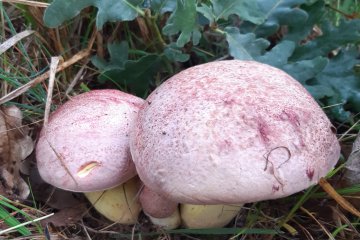 Boletus regius: boleto real (boleto regio)