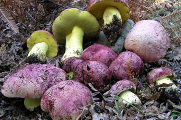 Boletus regius: boleto real (boleto regio)