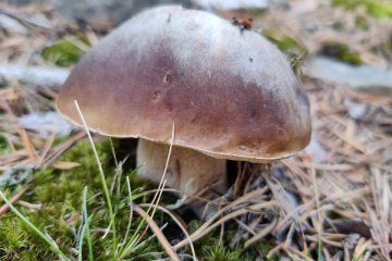 Boletus Edulis: El Rey de los Bosques