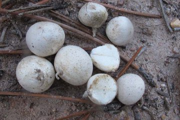 Bovista dermoxantha: pedo de lobo pequeño de praderas