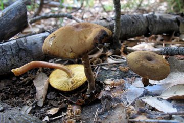 Callistosporium luteo-olivaceum: seta amarillo olivácea de coníferas, hábitat e identificación