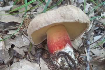 Caloboletus calopus: identificación, hábitat y comestibilidad