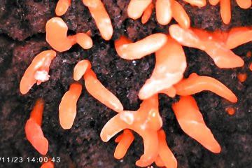Calocera cornea: pequeño cuerno gelatinoso amarillo