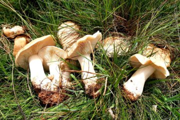 Calocybe gambosa: Características, Hábitat y Uso
