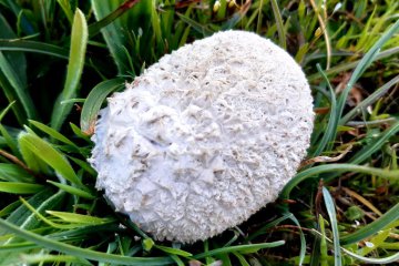 Calvatia craniiformis, cuesco de lobo craneiforme