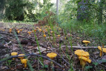 Cantharellus cibarius: el rebozuelo o seta ziza