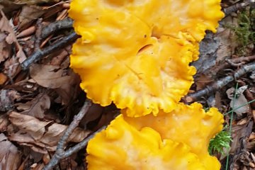 Cantharellus fresii: chantarela naranja (rebozuelo del sureste)