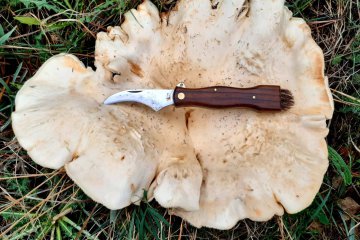 Cantharellus pallens: rebozuelo pálido comestible