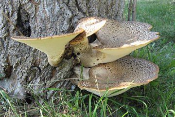 Polyporus squamosus, políporo escamoso