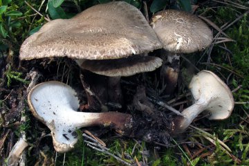 Cerioporus melanopus: poliporo de pie negro