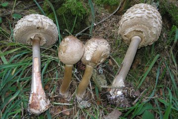 Chlorophyllum rhacodes: identificación, hábitat y comestibilidad
