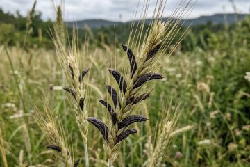 Claviceps purpurea, cornezuelo del centeno