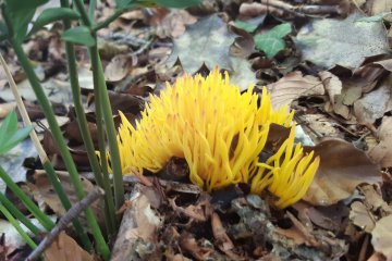 Clavulinopsis fusiformis, la clavaria amarilla fusiforme