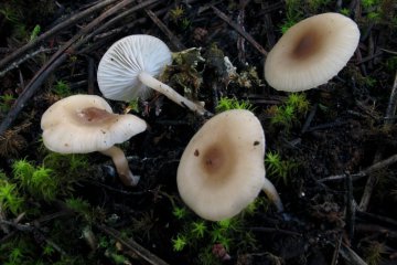 Clitocybe albofragrans: clitocibe blanco aromático, hábitat y toxicidad